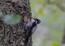 Woodpeckers and Owls of Białowieża Forest