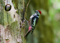 Woodpeckers and Owls of Białowieża Forest
