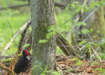 Woodpeckers and Owls of Białowieża Forest