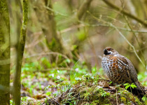 Woodpeckers and Owls of Białowieża Forest