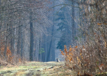 Woodpeckers and Owls of Białowieża Forest