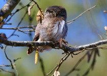 Poland Birding Festival