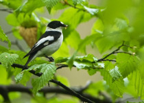 Poland Birding Festival