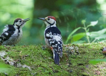 Poland Birding Festival