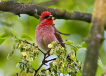 Poland Birding Festival