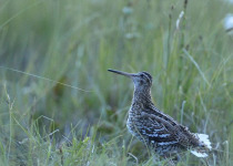 Poland Birding Festival