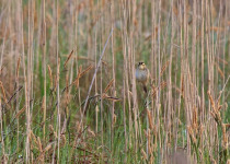 Poland Birding Festival