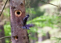 Poland Birding Festival