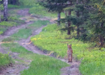 Poland Birding Festival