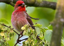 Poland Birding Festival