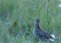 Poland Birding Festival