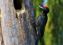 Poland Birding Festival