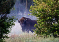 Poland Birding Festival
