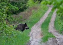 Poland Birding Festival