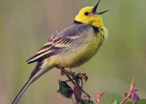 Poland Birding Festival