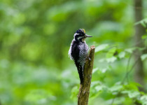Poland Birding Festival