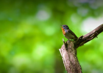 Poland Birding Festival