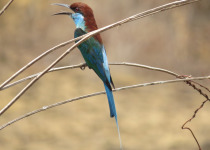 Algarve Private Birdwatching Day Tour
