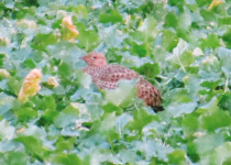 Southwest Spain Private Birdwatching Day Tour from the Algarve