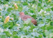 Short-break Birdwatching Programme in Southern Portugal