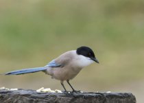 Short-break Birdwatching Programme in Southern Portugal