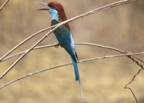 Short-break Birdwatching Programme in Southern Portugal