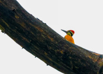 Bengawan Solo Purba Private Birdwatching with Harits Surakhman