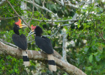 14 Days Sabah Borneo Birding and Bird Photography Tour with Jason Bugay Reyes