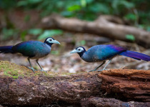 14 Days Sabah Borneo Birding and Bird Photography Tour with Jason Bugay Reyes