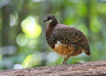 14 Days Sabah Borneo Birding and Bird Photography Tour with Jason Bugay Reyes