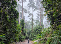 14 Days Sabah Borneo Birding and Bird Photography Tour with Jason Bugay Reyes
