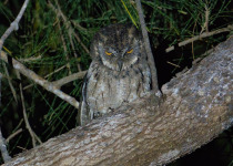 3 Days Mantanani Island Birding Extension with Jason Bugay Reyes