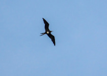 3 Days Mantanani Island Birding Extension with Jason Bugay Reyes