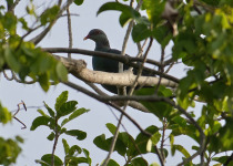 3 Days Mantanani Island Birding Extension with Jason Bugay Reyes