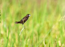 3 Days Mantanani Island Birding Extension with Jason Bugay Reyes