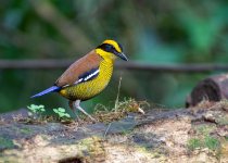 Private Custom Sabah Birding Itinerary with Jason Bugay Reyes