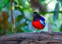 Private Custom Sabah Birding Itinerary with Jason Bugay Reyes