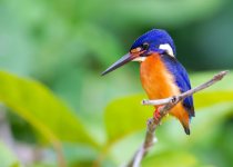 Private Custom Sabah Birding Itinerary with Jason Bugay Reyes