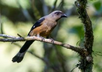 Private Custom Sabah Birding Itinerary with Jason Bugay Reyes