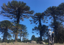 Patagonia 7 Eco-Regions Birding Tour