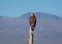 Northwest Argentine Andes Birding Tour