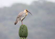 Northwest Argentine Andes Birding Tour