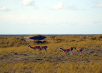 Southern Patagonia and Tierra del Fuego Birding Tour