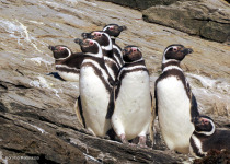 Southern Patagonia and Tierra del Fuego Birding Tour