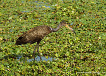 Buenos Aires City Birding Tour
