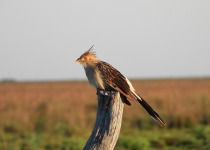 Wild Buenos Aires: Ceibas Birding Tour