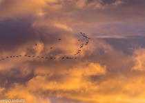 Wild Buenos Aires: Ceibas Birding Tour
