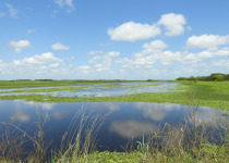 Wild Buenos Aires: Ceibas Birding Tour