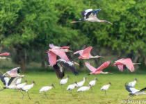 Wild Buenos Aires: Ceibas Birding Tour