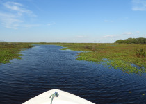 Iberá Wetlands Birding Tour